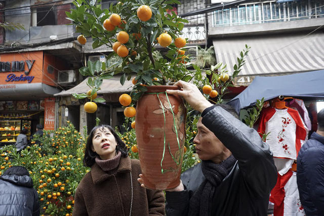 Chợ Hàng Lược chủ yếu bán đào cành, một vài điểm bán quất bon-sai có độ lớn vừa phải. Cây quất trong ảnh có giá 900 nghìn đồng cả lọ.