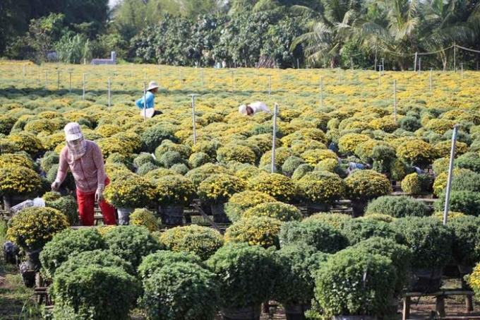 Các chủ vườn cho biết vì đây là nghề truyền thống nhiều đời nên phải giữ và phát triển. Nghề trồng hoa ở Sa Đéc giúp họ có thu nhập ổn định.