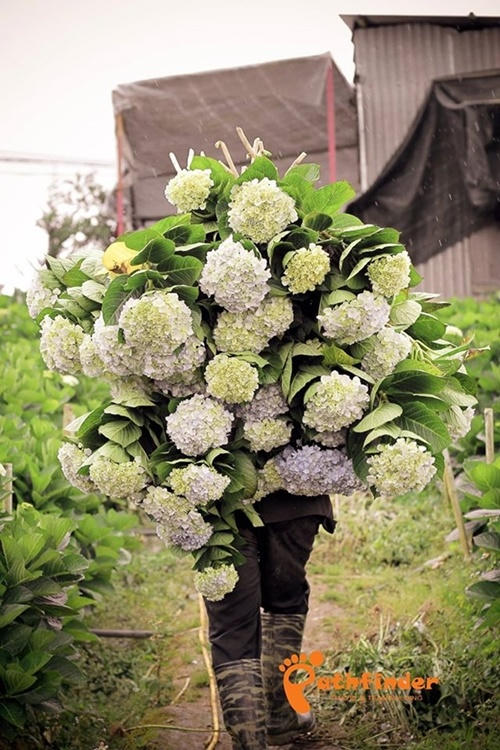 Du khách đến tham quan hãy đi theo lối sẵn trong vườn, không tự ý bẻ hoa, nếu muốn mua hoa có thể nhờ chủ vườn cắt giùm. Bạn nên đến vào buổi sáng, khi trời nắng đẹp. Ảnh: Pathfinder.