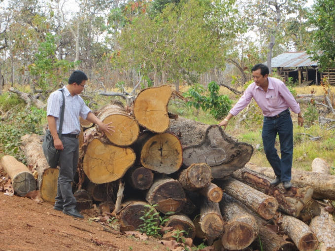 Nhiều cây gỗ lớn bị chặt hạ tại lâm phần quản lý của Công ty lâm nghiệp Ea H’Mơ.