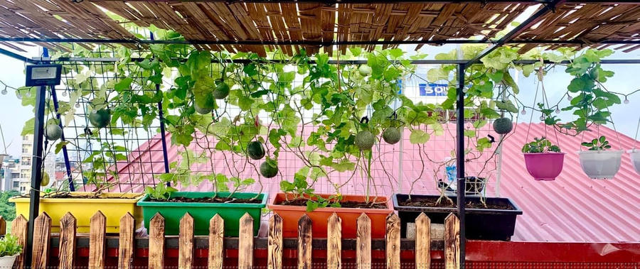 Xung quanh chị Linh trồng dưa lưới, dưa chuột, dưa Hàn Quốc vào mùa hè.