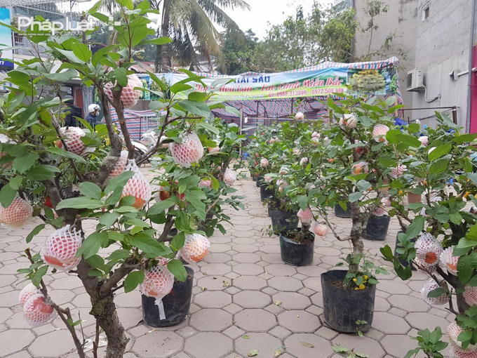 Bên cạnh những cây cảnh quen thuộc như quất, đào, táo cảnh bồng lai (táo bonsai) mới xuất hiện đang thu hút sự quan tâm của nhiều khách hàng.