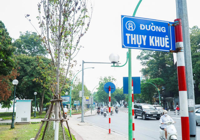Khoảng 20 cây phong lá đỏ được trồng tại nút giao đường Thanh Niên – Thụy Khuê, nhưng có đến gần 10 cây đang ở trong tình trạng lá héo rũ.