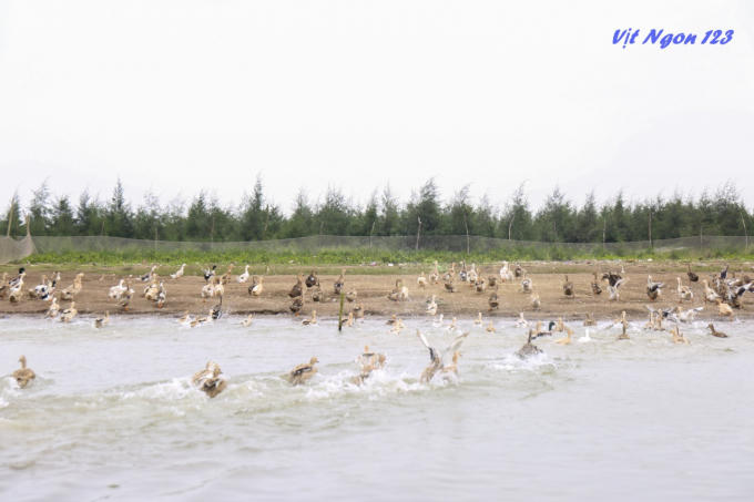 Nguồn gốc của con vịt biển được nuôi tại Biển Cồn Mờ Nam Định/nuôi thả tự nhiên, hoàng dã.