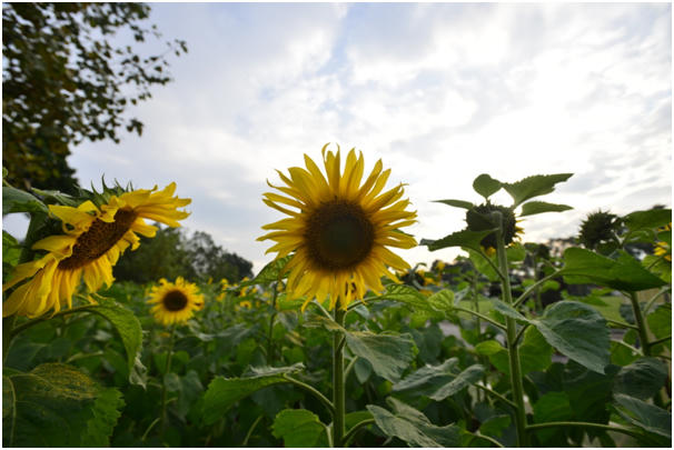 Hoa hướng dương khoe sắc trong nắng mùa đông tại Hoàng Thành Thăng Long.