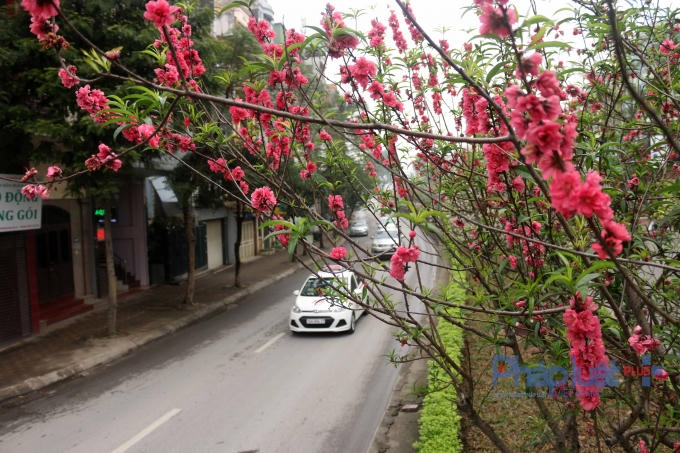 Những cành đào đỏ thắm làm cho phố phương tươi đẹp hơn.
