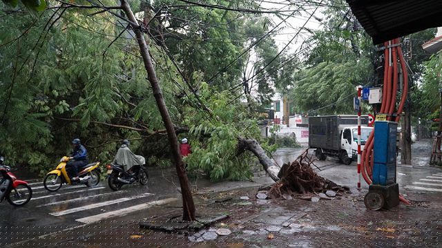 Gió mạnh khiến cây phượng tại ngã tư đường Trần Thánh Tông - Minh Khai, kéo đứt nhiều dây điện, cáp viễn thông (Ảnh: Nguyễn Trường)