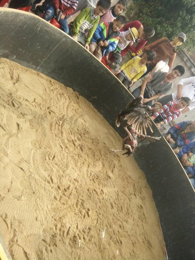Năm con g&agrave;, độc đ&aacute;o hội chọi g&agrave;