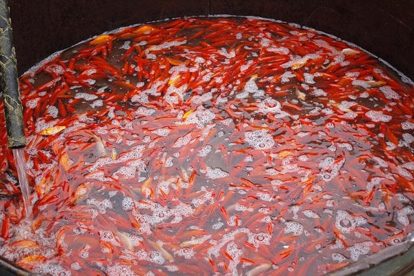 Được biết, cá phục vụ Tết ông Công ông Táo đem về chợ bán được các tiểu thương mua từ Tam Dương (Vĩnh Phúc) Hà Nam, Hải Dương, Hưng Yên. Ảnh: Như Trường.