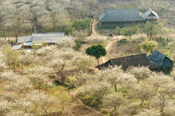 Khắp các thung lũng, sườn núi, bản làng trên cao nguyên Mộc Châu đều một màu trắng tinh khôi của hoa mận, mầu hồng phớt của hoa đào.
