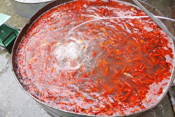 Một tiểu thương cho biết, những ngày này khách đến mua nhiều, mỗi ngày cũng bán được từ 2 đến 3 tạ. Ảnh: Như Trường.