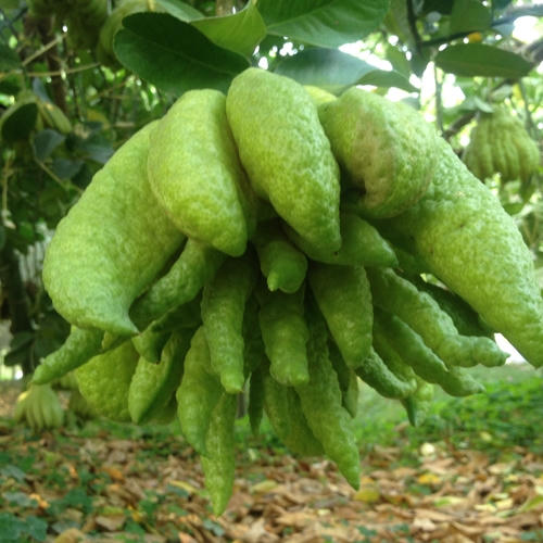 Phật thủ nghìn tay được chủ vườn Xinh rao bán với giá 2 triệu đồng.