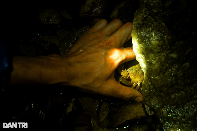 Loại cua này thường sống trong các hốc đá ở khe, suối.