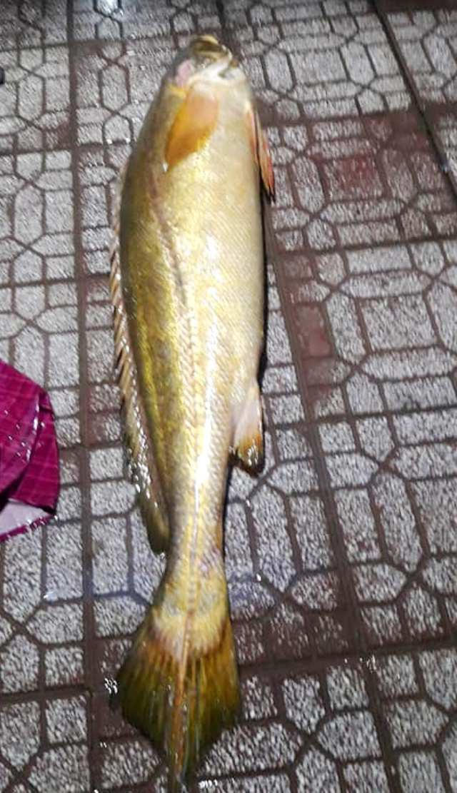 Con cá đường người dân bắt được. (Ảnh: CTV/ Dân trí)