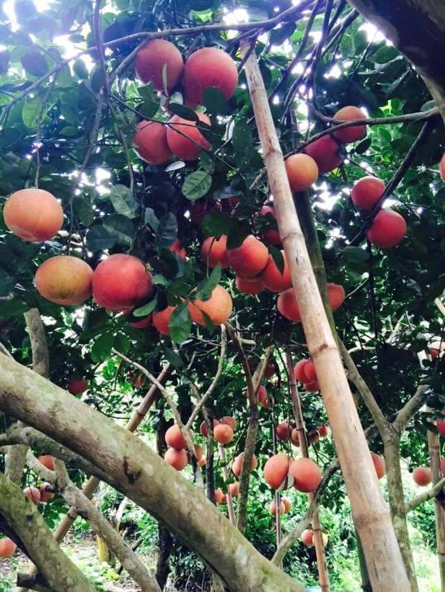 Vườn bưởi trĩu quả, đem lại doanh thu lớn cho nhiều hộ gia đình đang trồng loại sản vật quốc gia quý giá này.