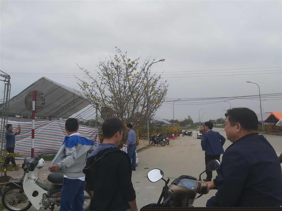 Nổi nhất tết này, mai rừng 40 năm tuổi giá 100 triệu-10