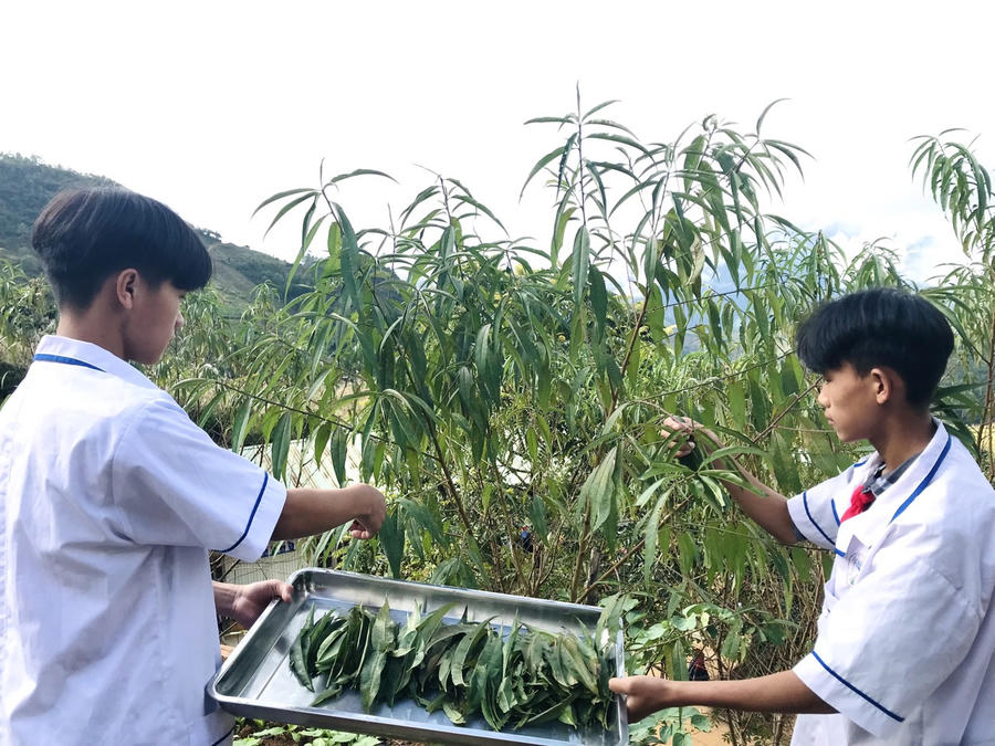 Nguồn nguyên liệu lá đào tại xã Tà Xi Láng rất dồi dào