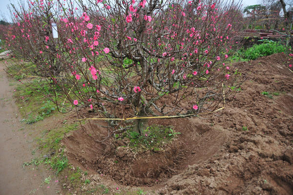 Một cây đào thế được chủ vườn đánh chuyển đưa đi tiêu thụ.