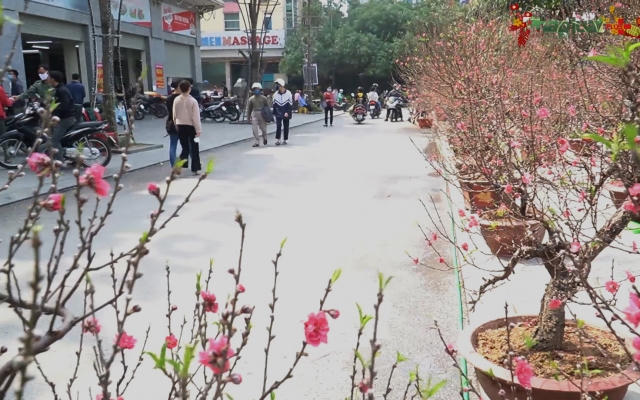 Bản tin Tết Việt 2021: Ảnh hưởng Covid-19 thị trường cây cảnh ảm đạm, rau sạch lên ngôi