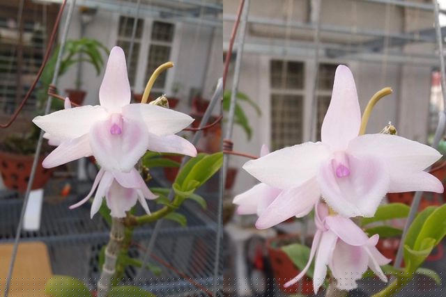 Một giò lan phi điệp hồng xòe thuộc sở hữu của anh Hoàng Xuân. Đây là dòng lan đột biến “hot” và được săn tìm nhiều nhất trên thị trường hiện nay.