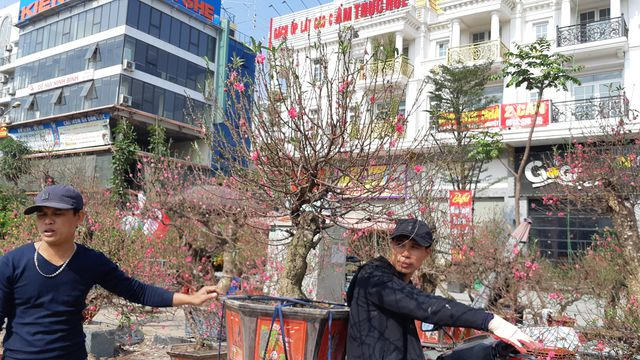 Những ngày cận Tết, thợ chở đào khá hiếm. Giới chuyên chở đào chủ yếu chọn thời điểm nửa buổi sáng, trưa hoặc đầu giờ chiều. Cung giờ cao điểm đầu giờ sáng hoặc cuối giờ chiều đều bị từ chối. Càng cận Tết giá thuê chở đào càng đắt đỏ. Với những gốc đào lớn, chậu địa lan hay đào rừng, thợ đều phải chuyển bằng xe lôi, xe ba gác và chi phí đắt thêm vài trăm nghìn đồng/chuyến. 