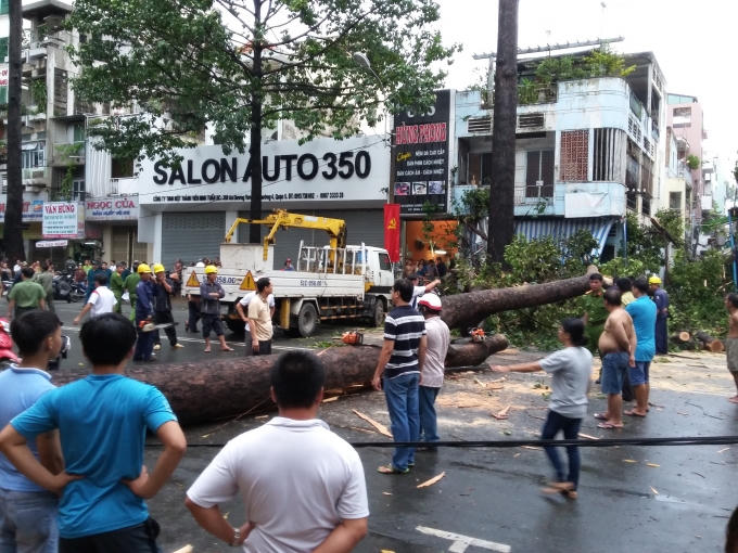 Vụ việc khiến nam thanh niên bất tỉnh vì bị cây đè trúng