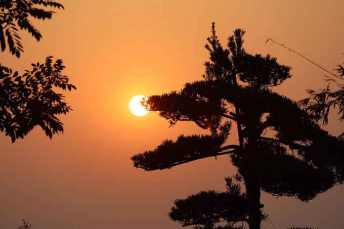 Với màu vàng rực rỡ tỏa ra...