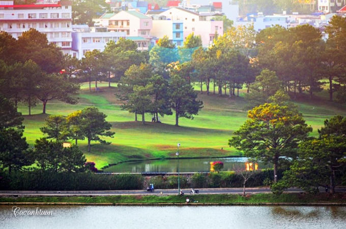 Đến Đà Lạt, du khách hay bắt gặp những cây thông đặc trưng. (Ảnh: Cao Anh Tuấn)