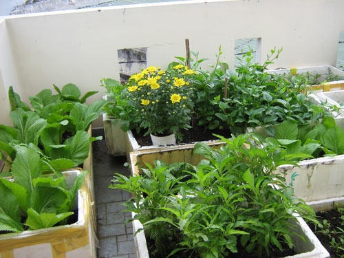Cách đơn giản nhất và nhiều người áp dụng nhất là trồng rau trong thùng xốp trên sân thượng và ngoài ban công. 