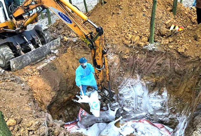 Dịch tả lợn châu phi lây lan nhanh vào các tỉnh phía Nam