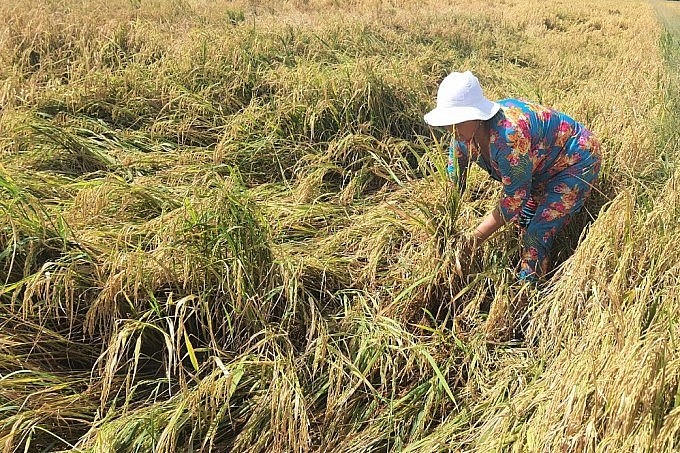 Hà Nội, thành lập Ban Chỉ đạo Tổng điều tra nông thôn, nông nghiệp năm 2025. (Ảnh minh hoạ/An Minh)
