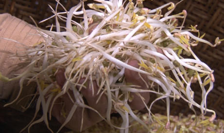 Bình quân cứ 10 kg đậu xanh pha trộn với khoảng 20 lít nước và 2 ống hóa chất sẽ cho ra khoảng 60 đến 70 kg giá đỗ.