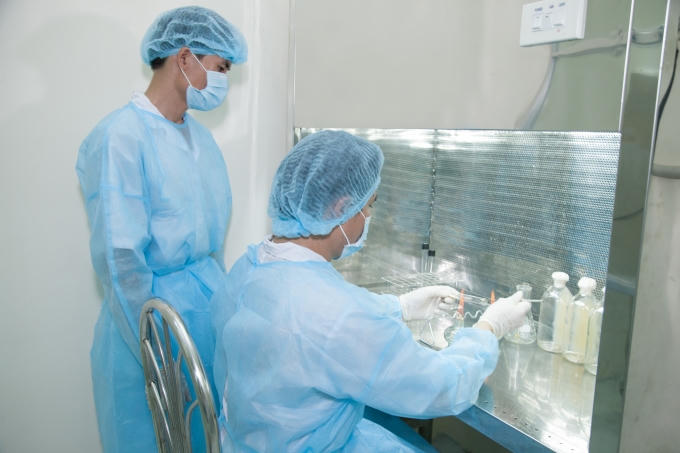 Việt Nam nuôi cấy thành công Đông Trùng Hạ Thảo trên môi trường tự nhiên.