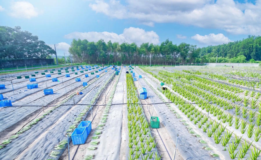 Vùng trồng cây nguyên liệu của 939 Group tại Đồng Nai.