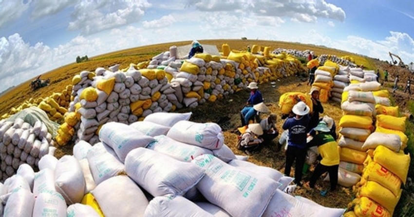 Thủ tướng yêu cầu giải pháp ứng phó biến động thị trường gạo.