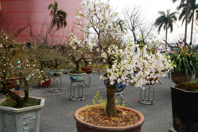 Cây mai bung nỏ hoa trắng tinh độc đáo giữa vườn nhất chi mai giá khủng thu hút mọi ánh nhìn. Cây mai này có tuổi đời chục năm. Vì hoa nở sớm nên giá cũng có phần "hạ nhiệt" hơn so với những cây khác.