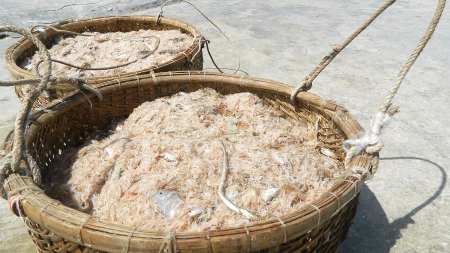 Moi tươi rói. Ảnh NDCC