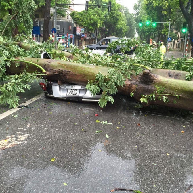 Một thân cây lớn đổ đè bẹp dí ô tô ( Ảnh Otofun - Đỗ Bình).
