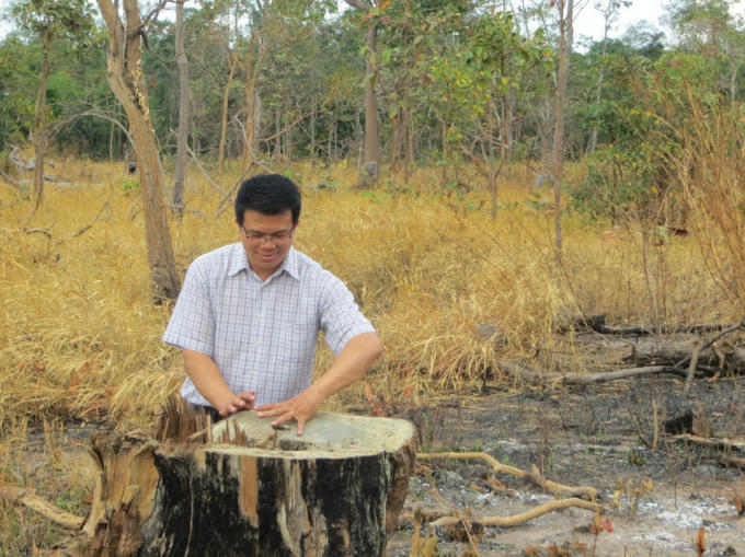 Nhiều cây gỗ lớn bị chặt hạ tại lâm phần quản lý của Công ty lâm nghiệp Ea H’Mơ.