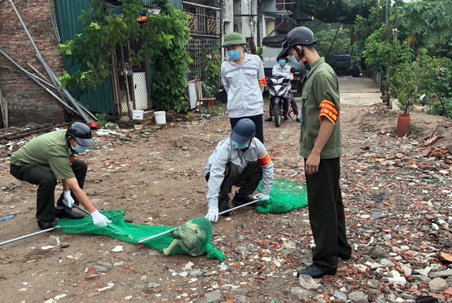 Lực lượng chuyên trách dùng vợt lưới bắt được một con chó thả rông trong xóm.