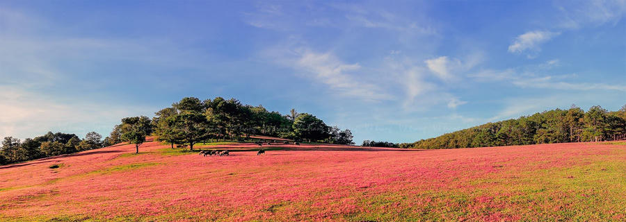 DOI CO HONG DA LAT