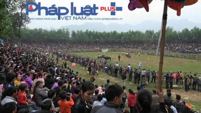 Lễ hội chọi trâu không phép tại Tuyên Quang.