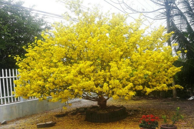 Cây mai khi còn ở nhà chủ nhân Tết năm trước, hoa nở vàng rực cả một góc sân 