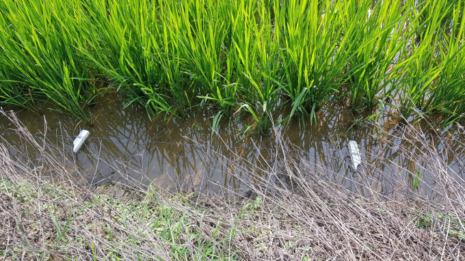 Nhiều nơi người dân vẫn còn duy trì phương thức dùng điện để bẫy chuột.