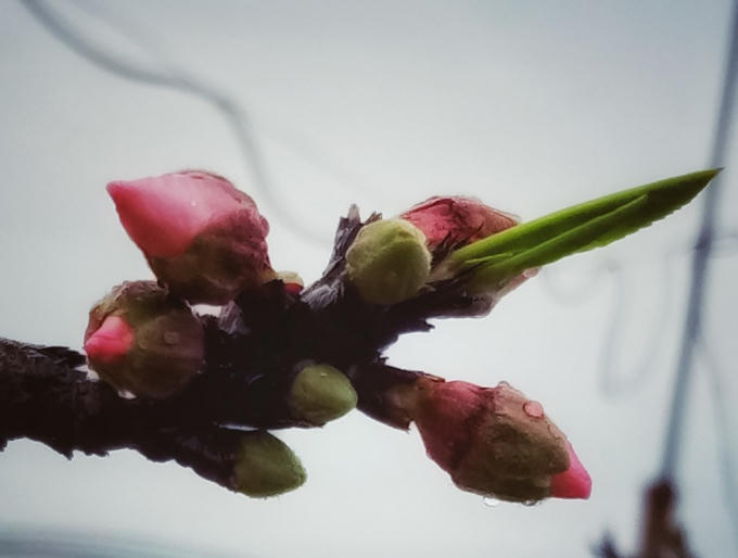 Nhưng đặc biệt hơn cả có lẽ là Thất thốn 5 cánh đơn, vừa quý hiếm lại khó chơi, kén người chơi và giá thì cao ngất ngưởng tới vài trăm triệu đồng một cây. (Ảnh: CTV/Vietnam+)