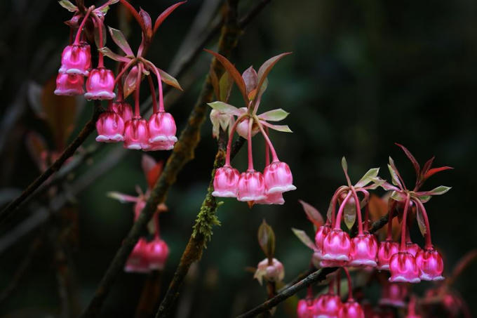 Loài hoa đặc trưng nở vào mùa xuân của người Đà Nẵng.