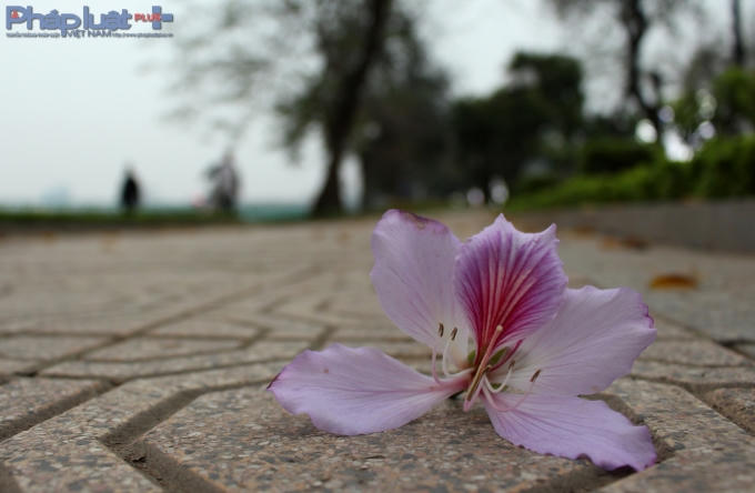 Rụng xuống. (Ảnh: Đức Biên)