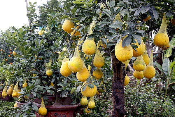 Chia sẻ về cách làm cây, người dân ở đây cho biết, để làm một cây hoàn chỉnh như thế này người làm cây mất rất nhiều công chăm sóc...