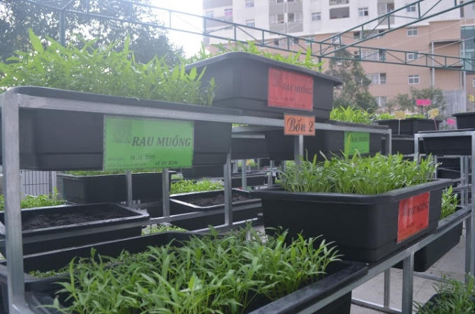 Trường Tiểu học Nguyễn Văn Trối (số 02, đường Vĩnh Khánh, Phường 9, quận 4, TP HCM) đã có một cách làm hay khi đưa mô hình vườn rau thân thiện vào nhà trường.