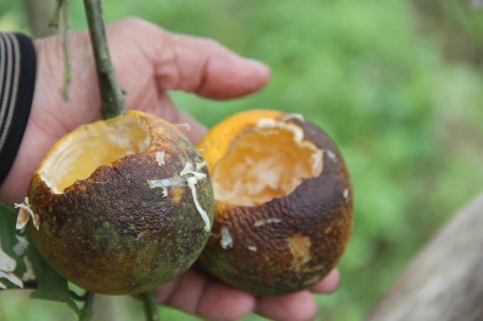 Cam tiến vua bị chuột ăn sạch.